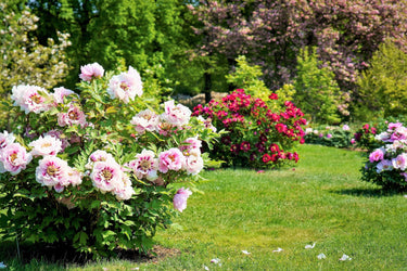 10 TREE PEONY Mountain Paeony Paeonia Suffruticosa Arborea Mixed Colors Red Pink White Purple Yellow Bicolor Flower Shrub Seeds